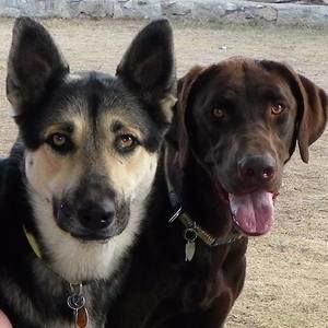 Meet your Posher, Molly